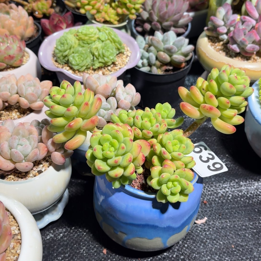 爱***猫香格里拉多肉带盆发货639