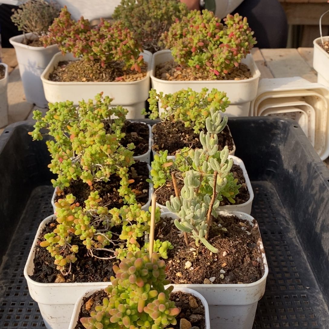 枝干番杏多肉植物882