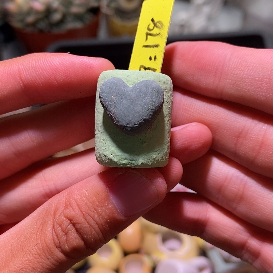 178 小丸子优质手工盆