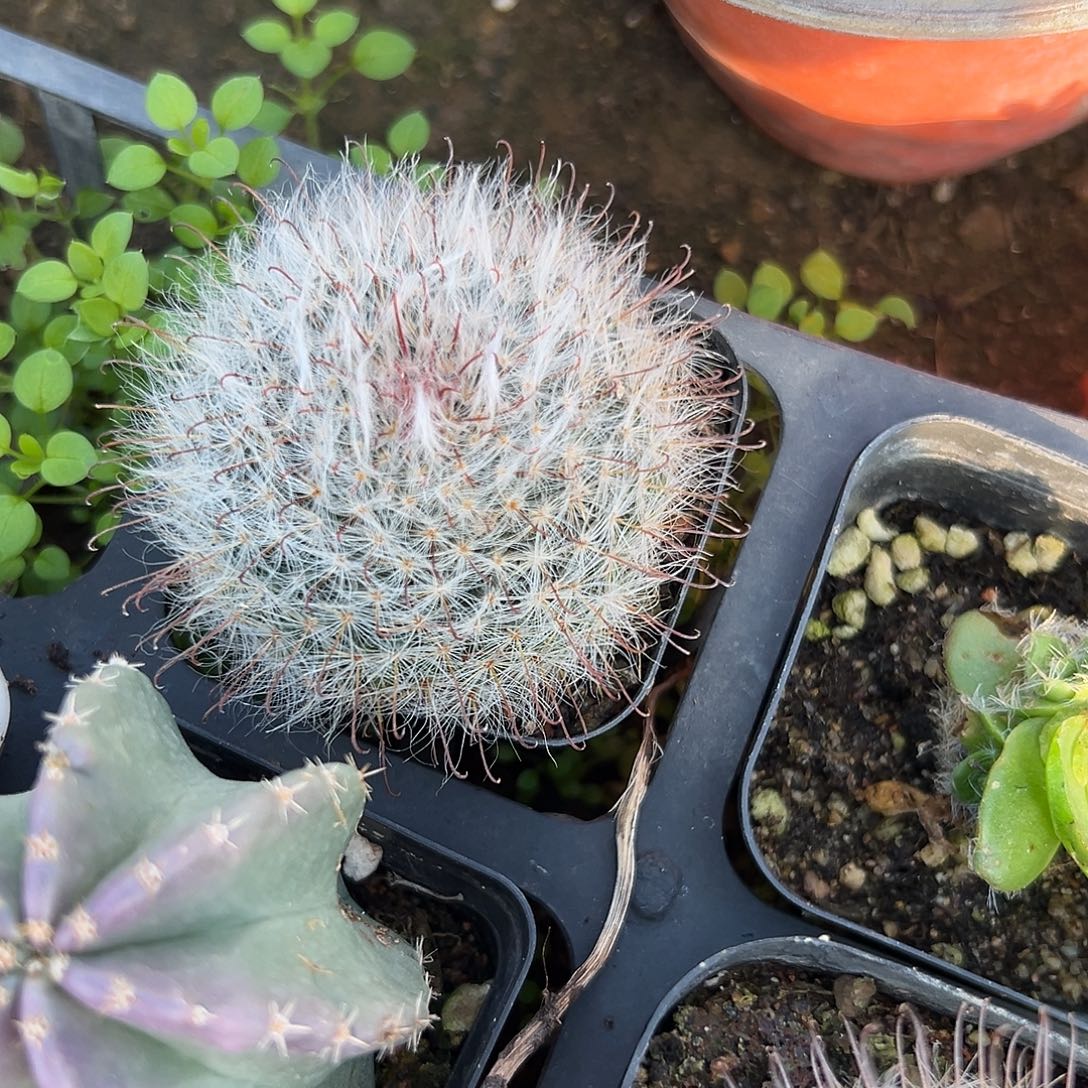 多肉植物白玉高沙