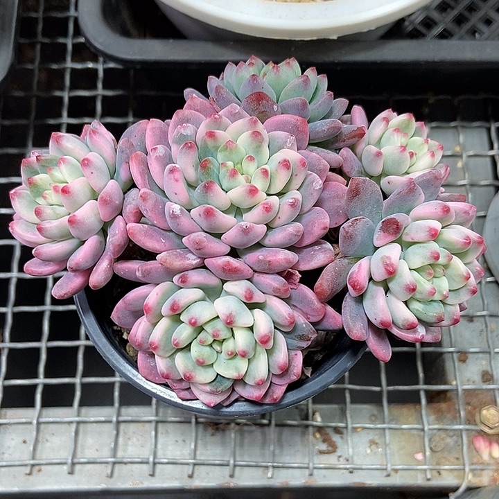 蓝苹果锦多肉植物