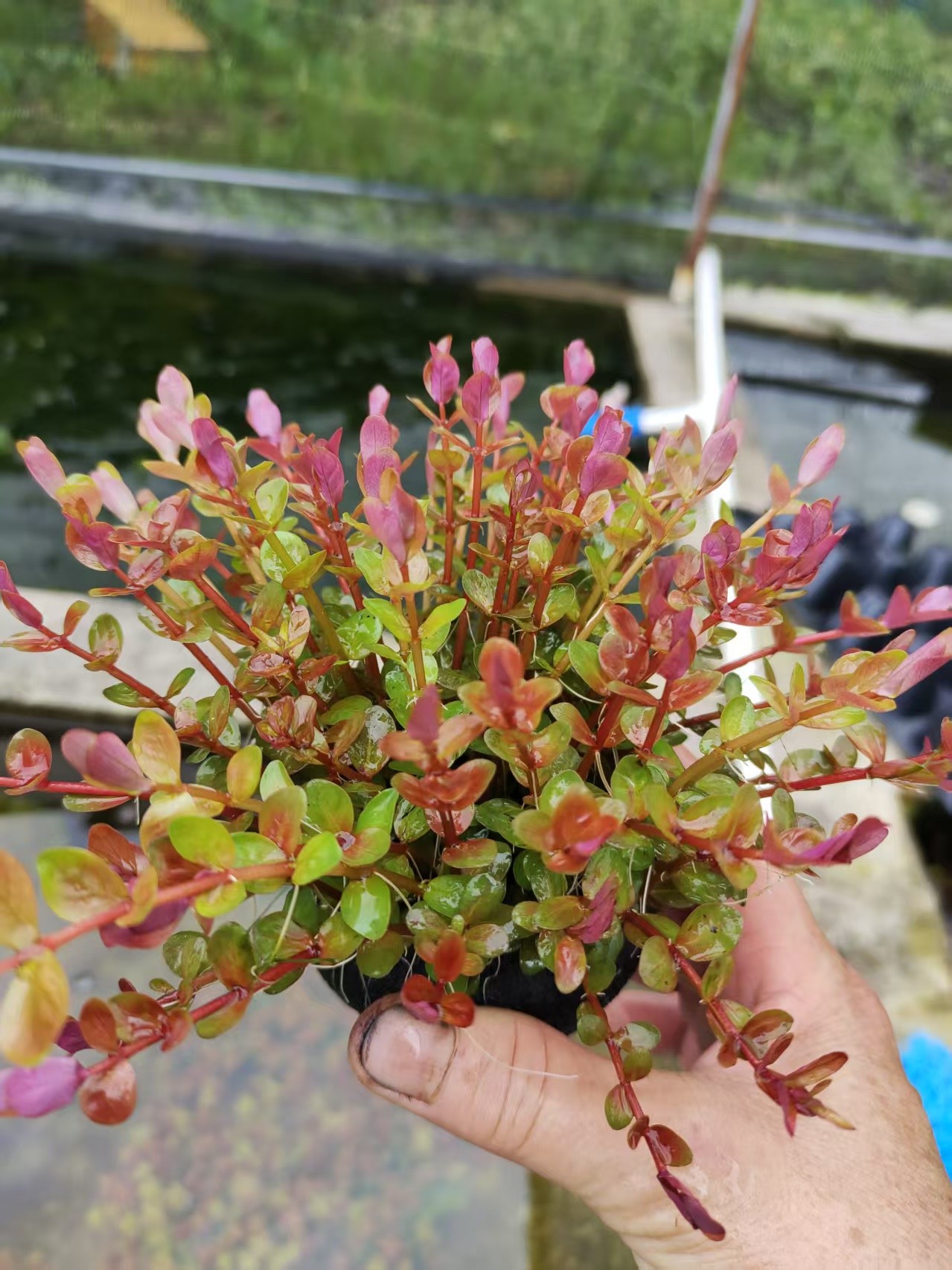 [直播福利]红瓜子大坨鱼缸水草植物阴性鱼草新手懒人坨草