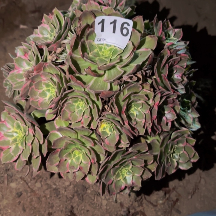 116水蜜桃多肉植物