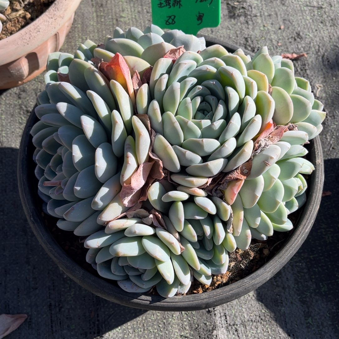 一物一拍多肉植物