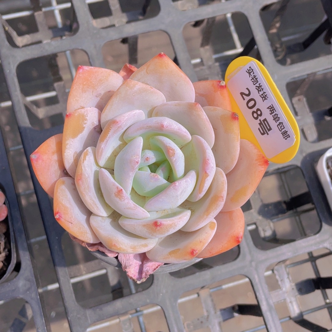 208号 凤橙大单头一个