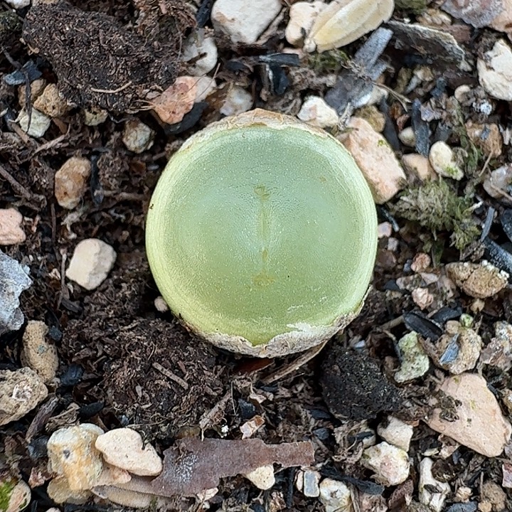 老马生石花1.3拉登1550