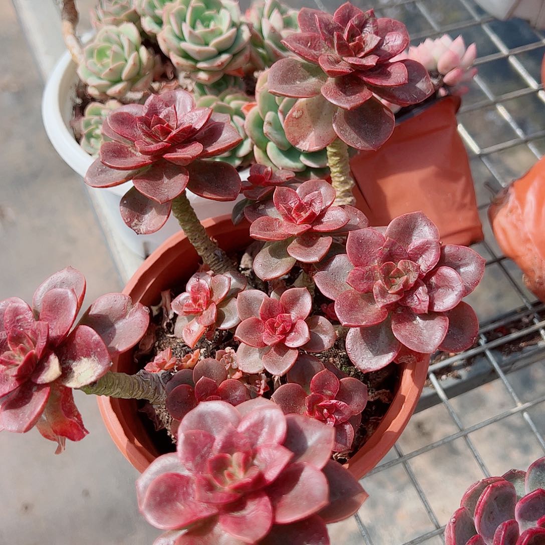 巧克力玫瑰多头造型精品