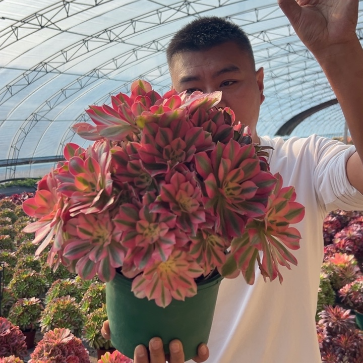 25.8大颗粉女巫一颗