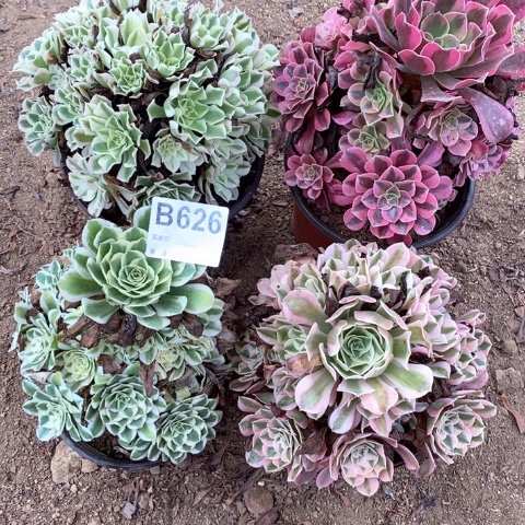 木***李626四颗法师多肉植物