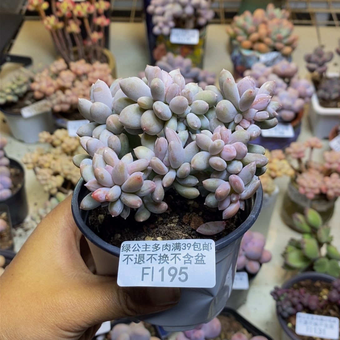 195屁桃奶酪缀多肉7c m