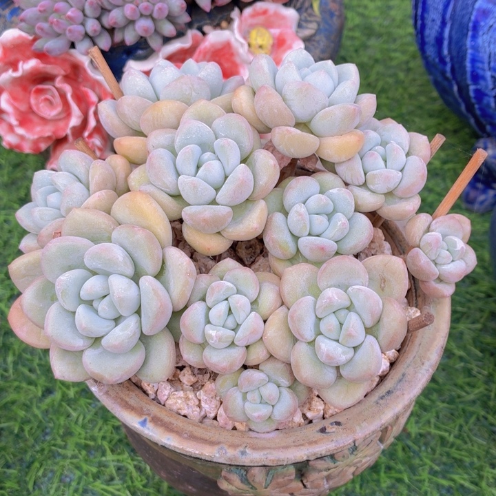 多肉乐园泡泡糖福利