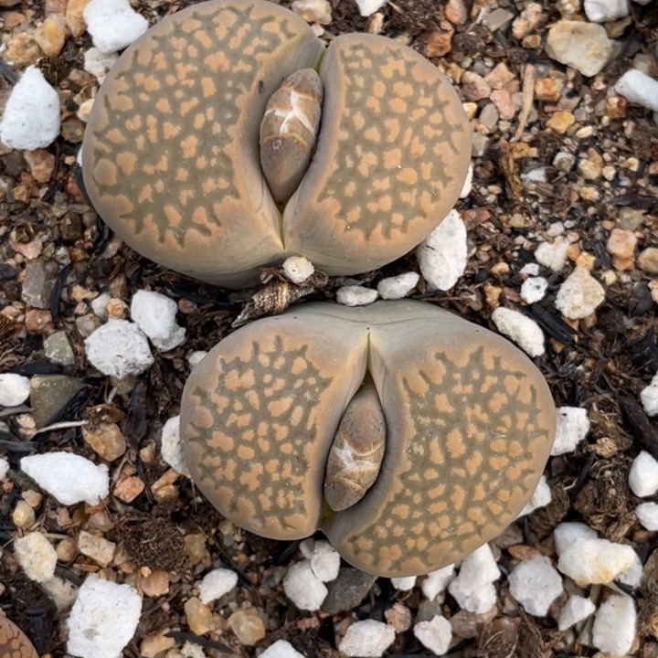 非偏远满20包邮306