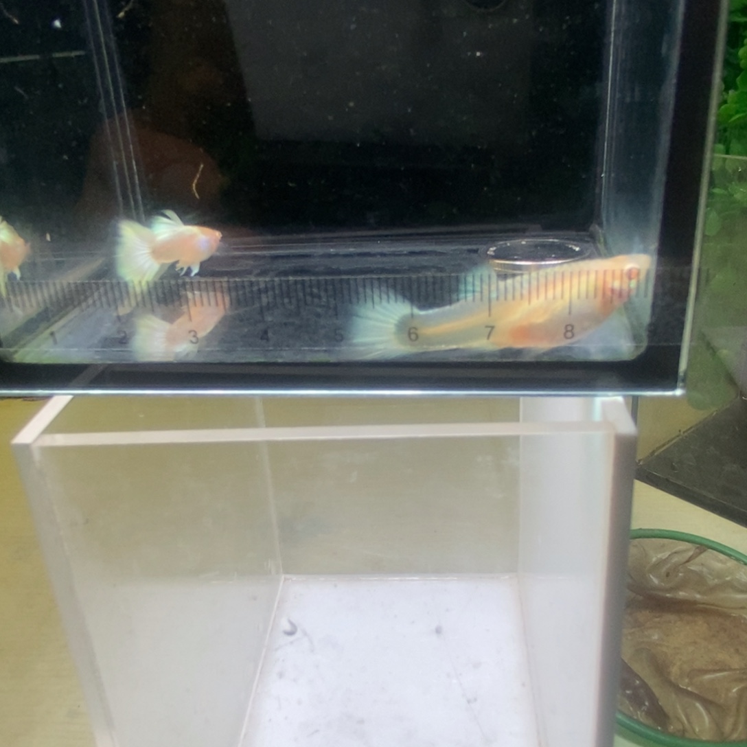 孔雀鱼白金礼服一对