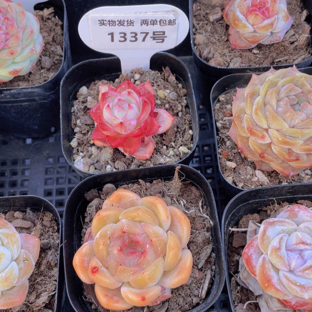 1337号全状态美肉两个