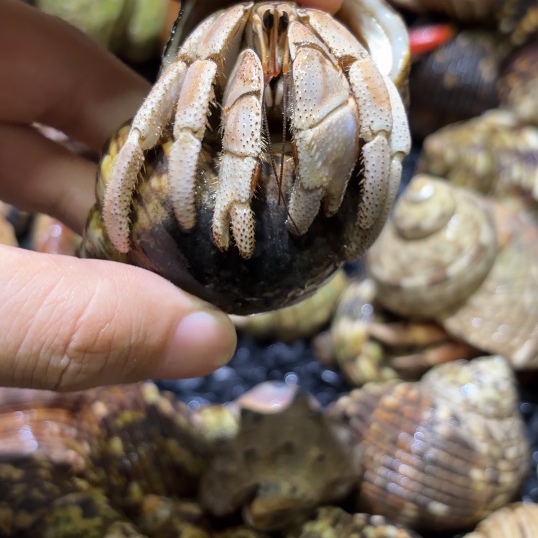 活体宠物 不退不换 3