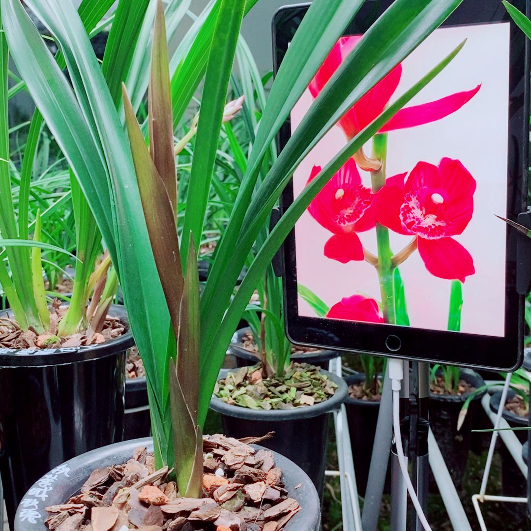 当前无花栽培后可以开花