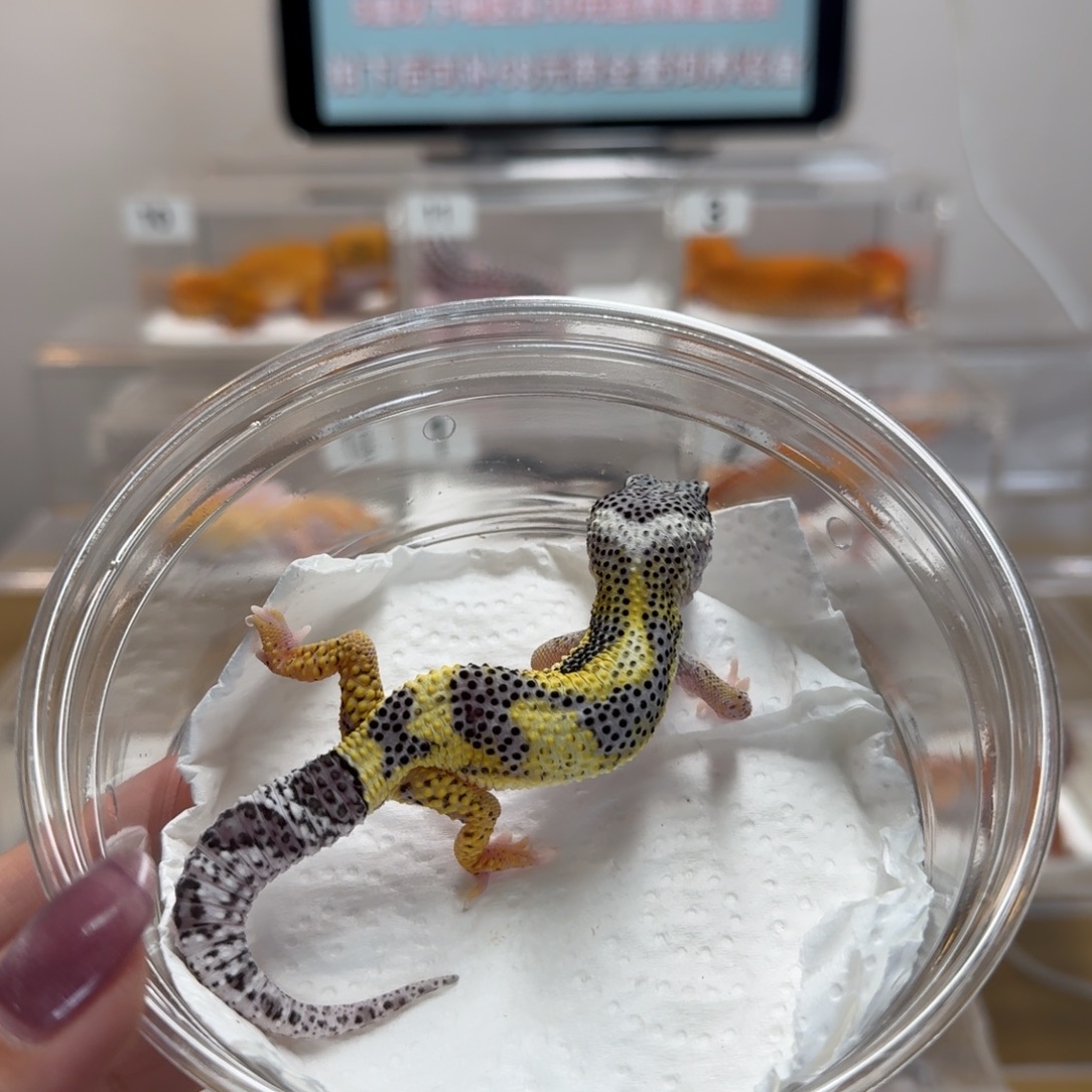 豹纹守宫雪花日蚀柠檬弟弟