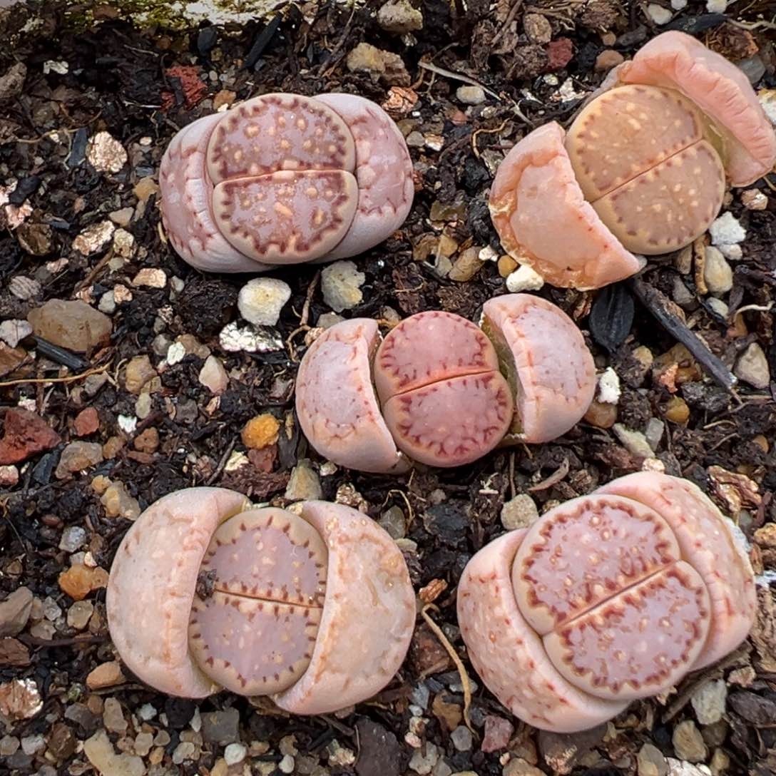 2.19好看的多肉465