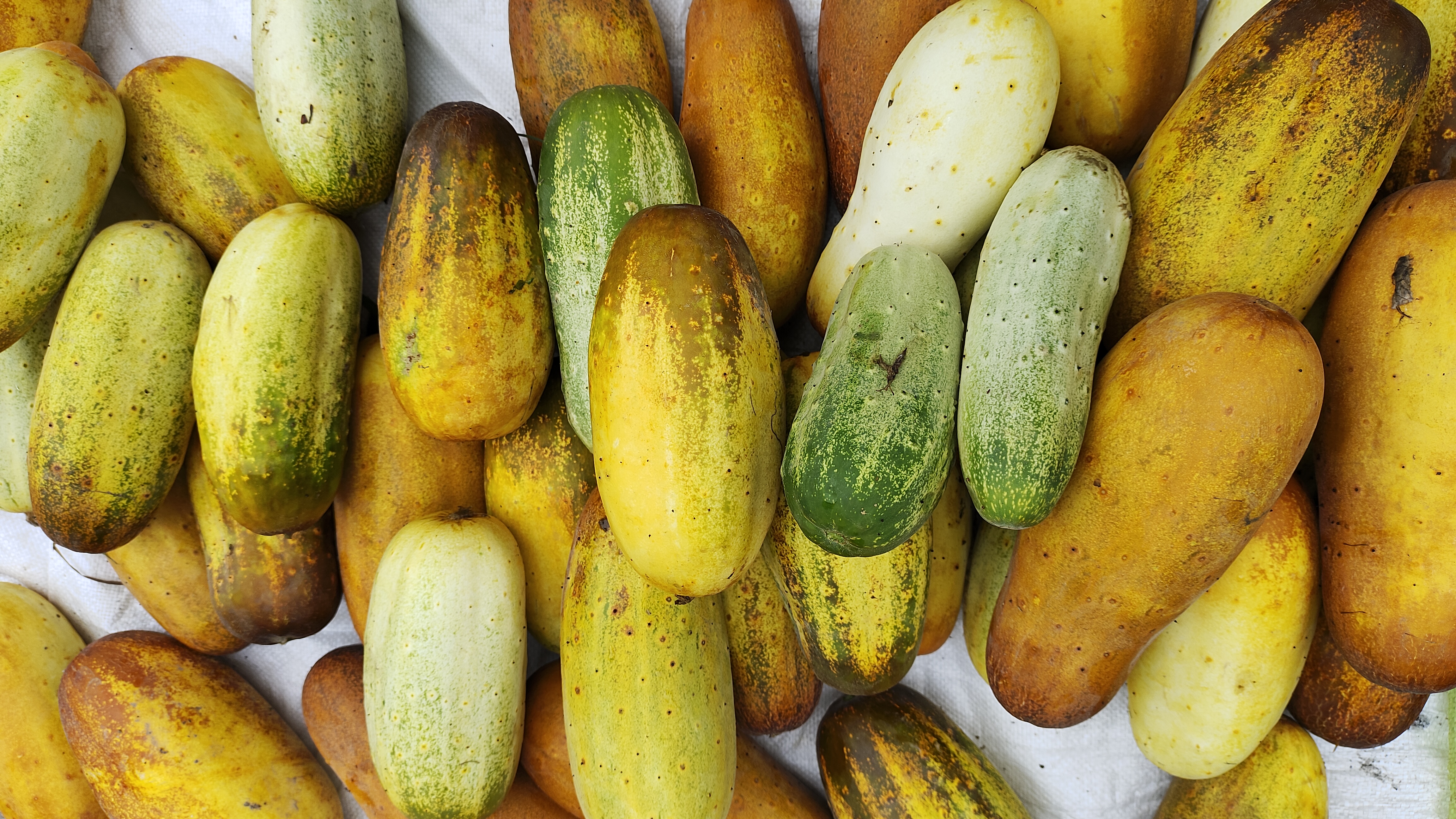 贵州农家自种新鲜老黄瓜现摘美味可口