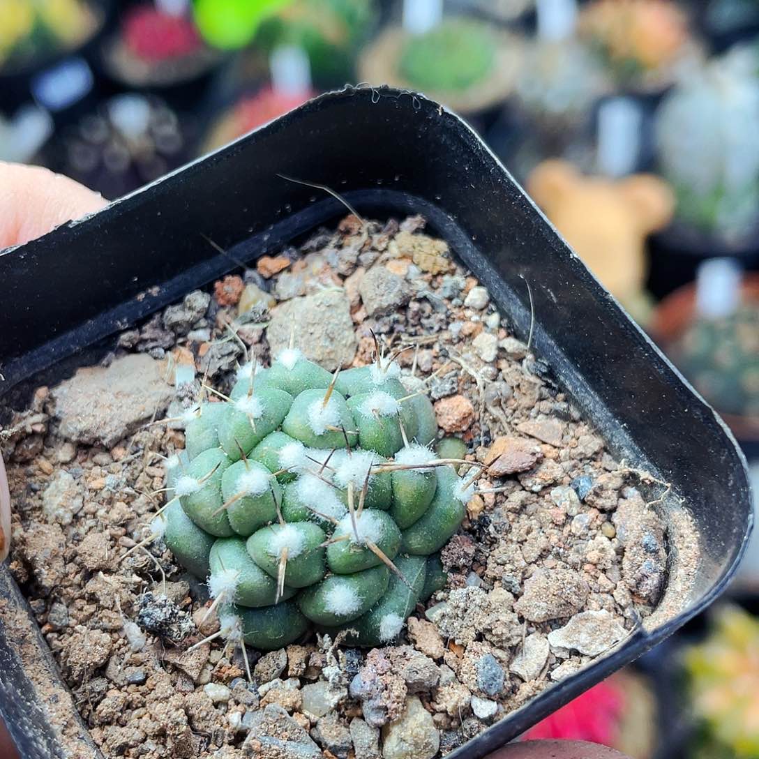 无刺象牙非偏远地区满25包邮仙人球