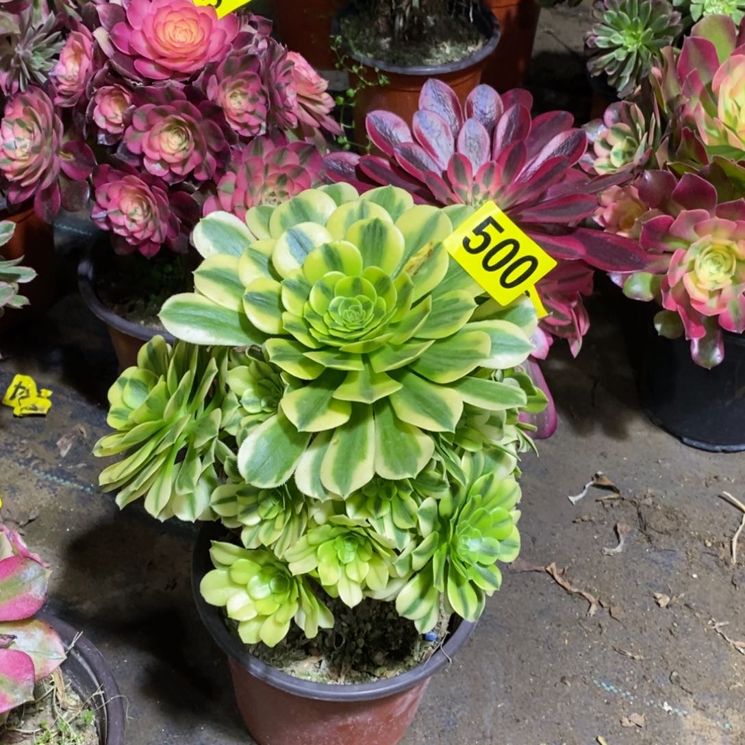 金丝翡翠多肉法师500