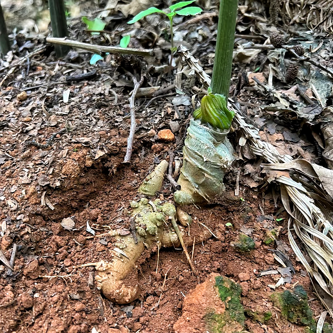 【野生三七】代客打粉 可用于泡酒滋补佳品