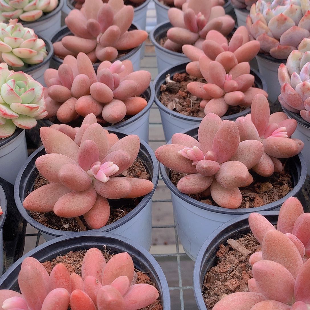 糖果美人2456788999900