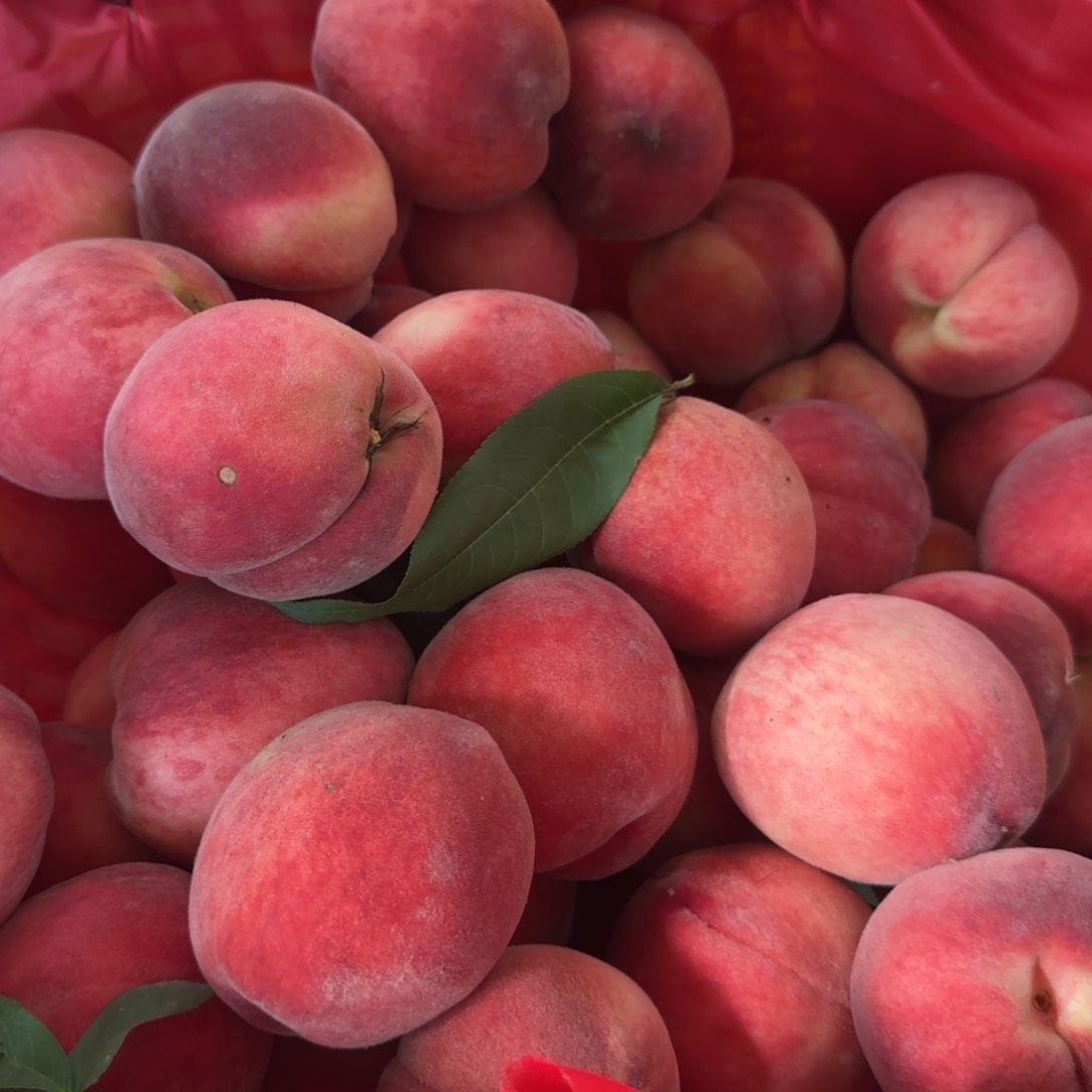 脆桃5斤中国大陆