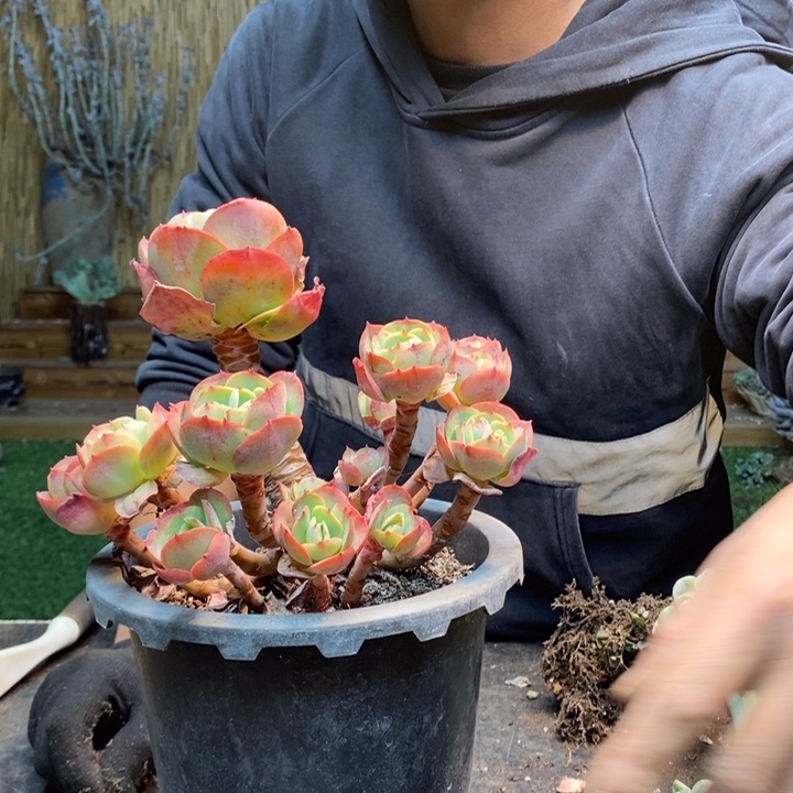 A***D423号碧桃多肉植物