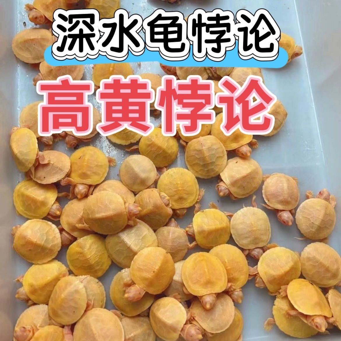 网红高黄化悖论巴西龟小乌龟冷水龟宠物观赏龟招财龟变异龟活物