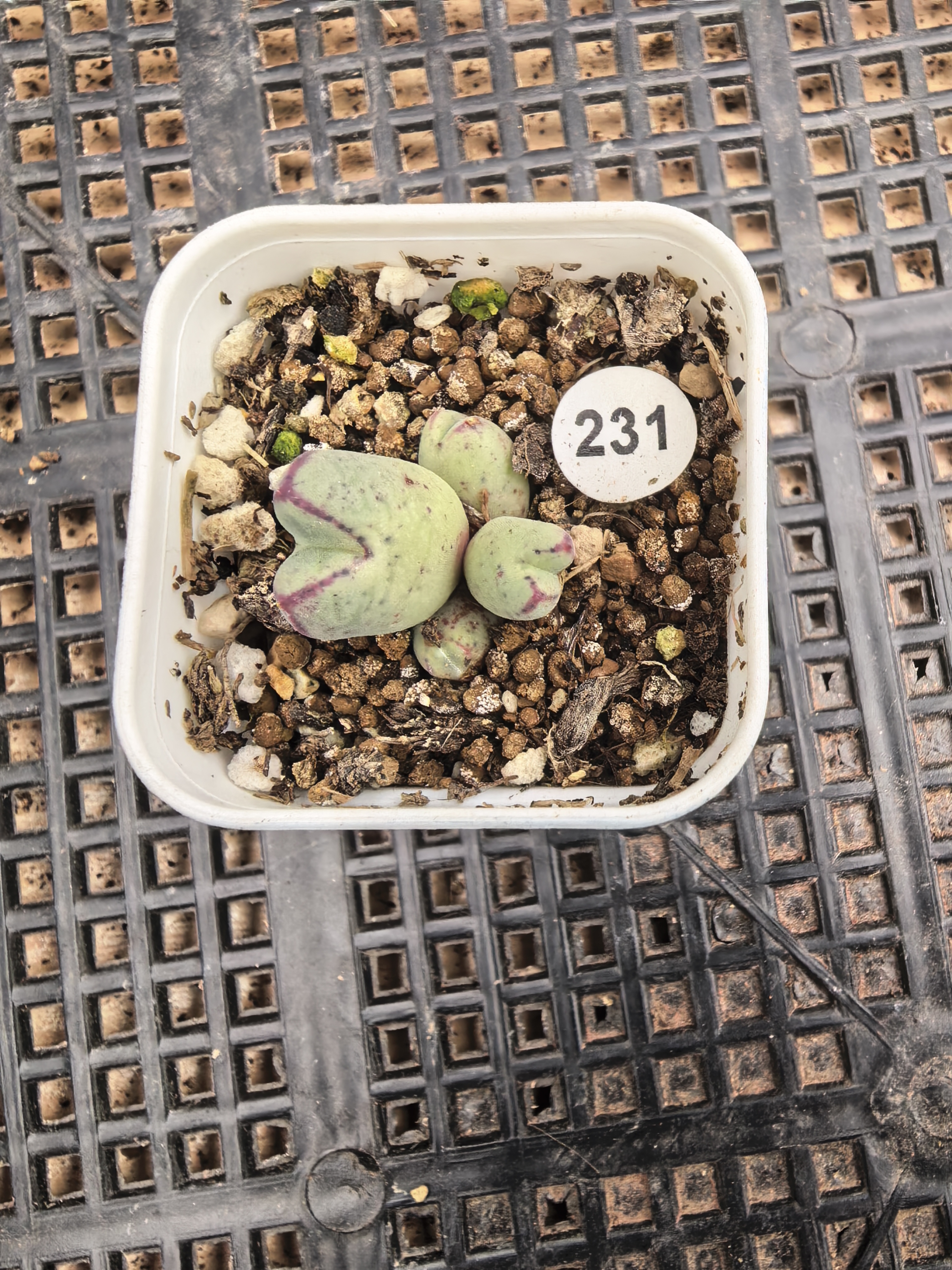 985猪蹄4头多肉植物