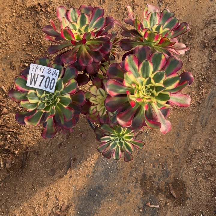 700冰激凌官服25左右2