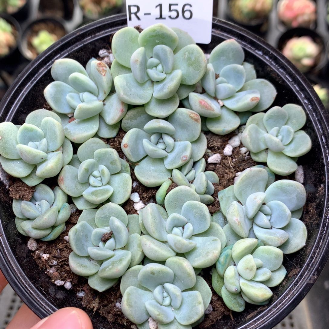 R156青提珍妮y y y y y y y y y y