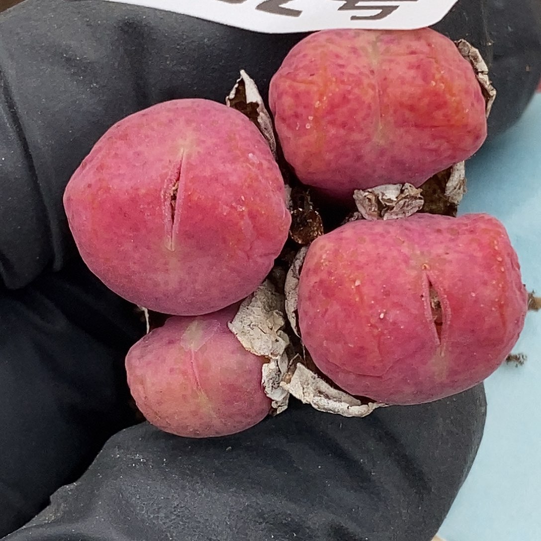 桃喜花园0418/82猴福利