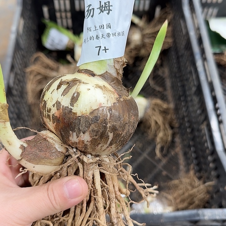 朱顶红汤姆7厘米开花球