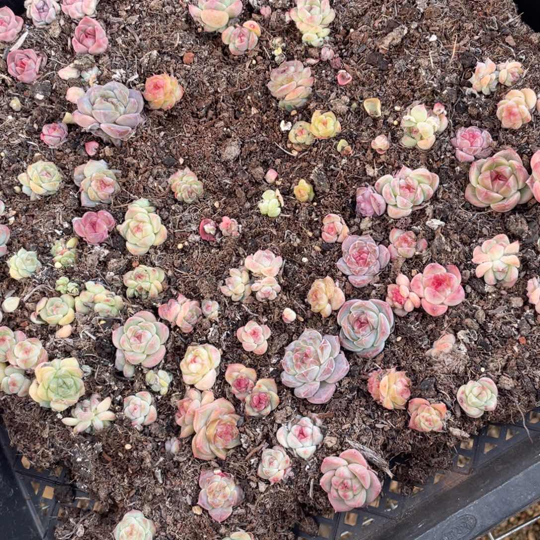 珍妮混脱土发一物一拍767..