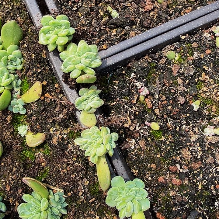 5颗美人系列多肉植物