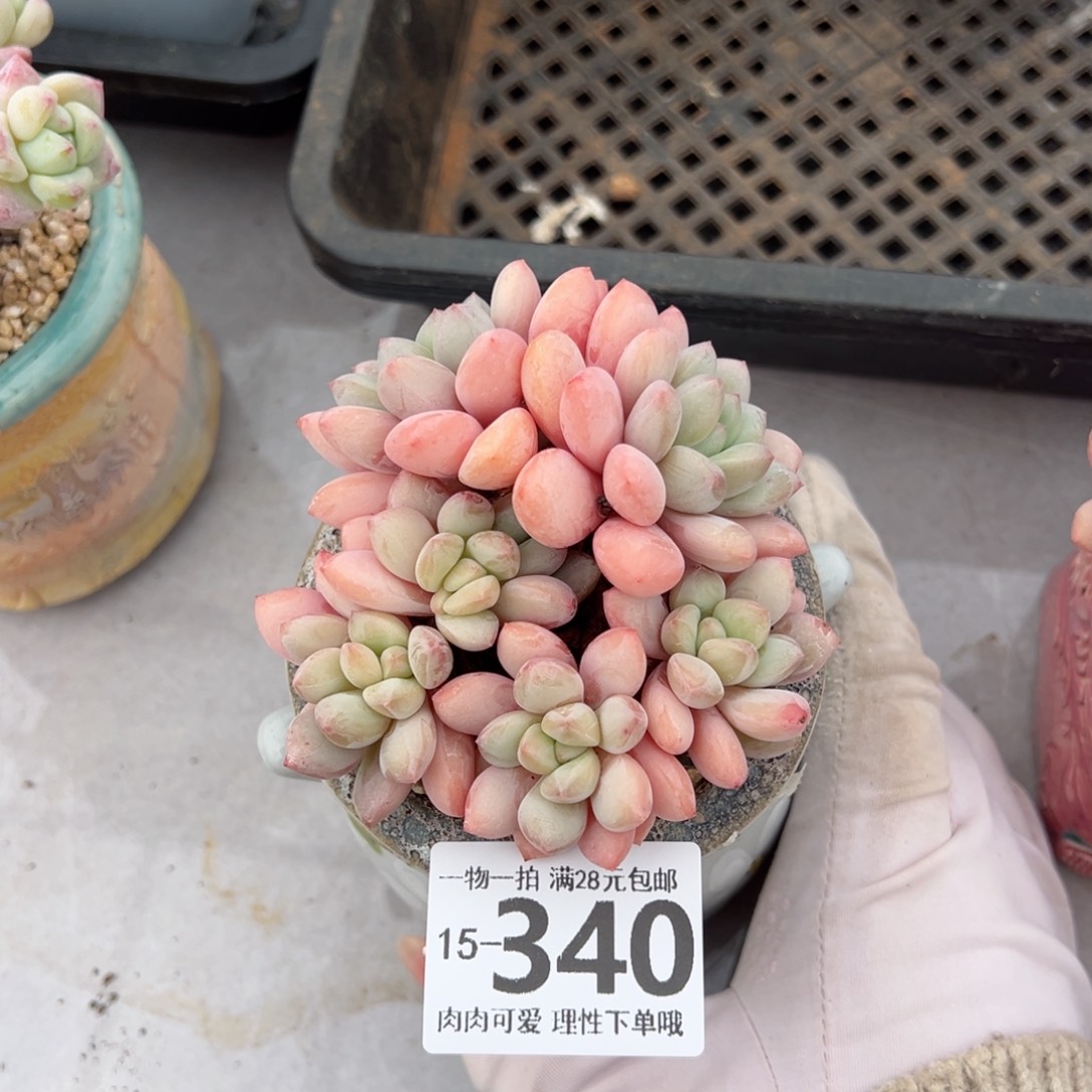 拉丝雨多肉多肉多肉多肉