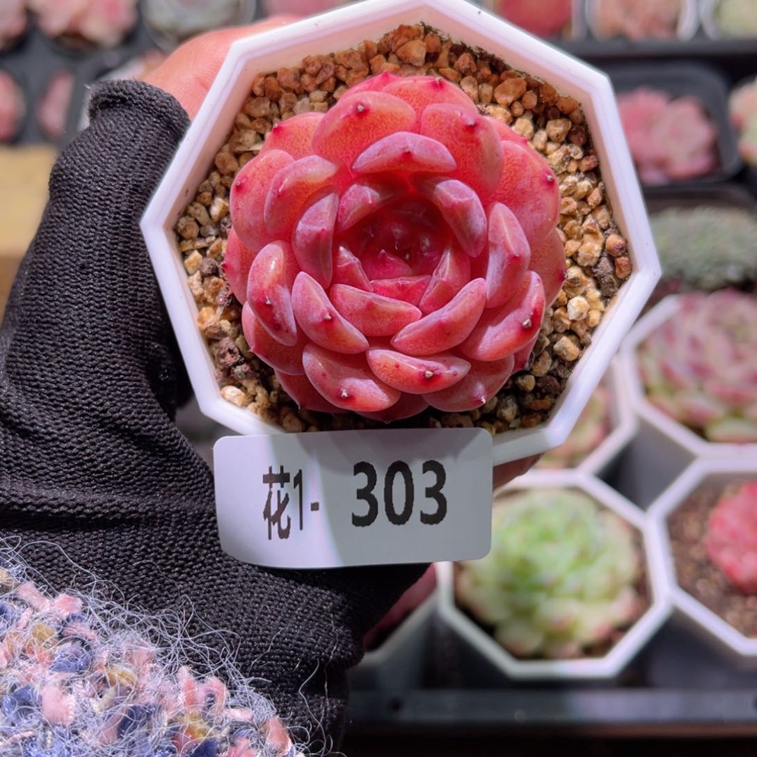 花01-303精选溏心