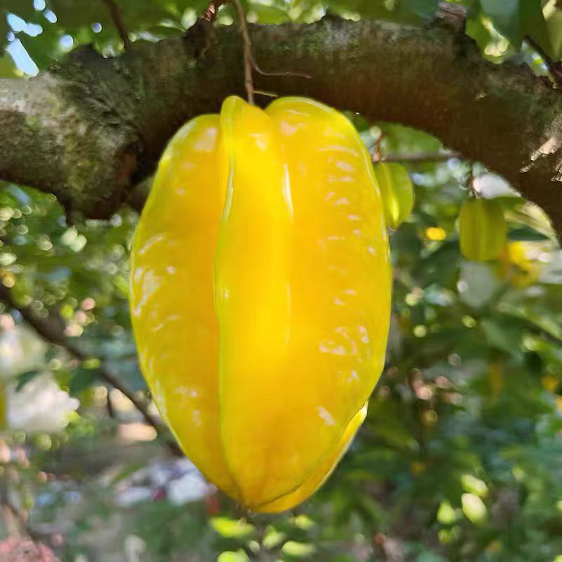 【杨桃】树上熟杨桃新鲜采摘清甜多汁当季水果顺丰包邮