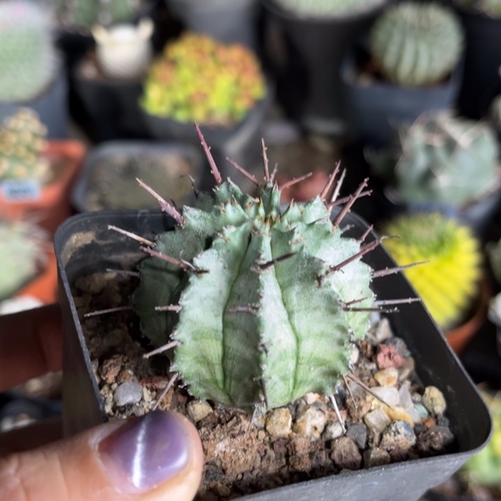 仙人球一物一拍实生