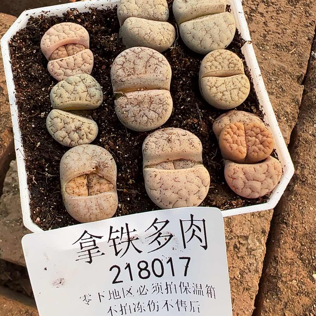 218017/拿铁多肉植物园