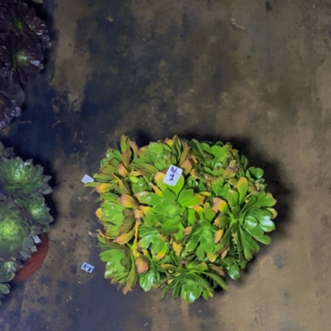 达摩丛林多肉224多肉不包断