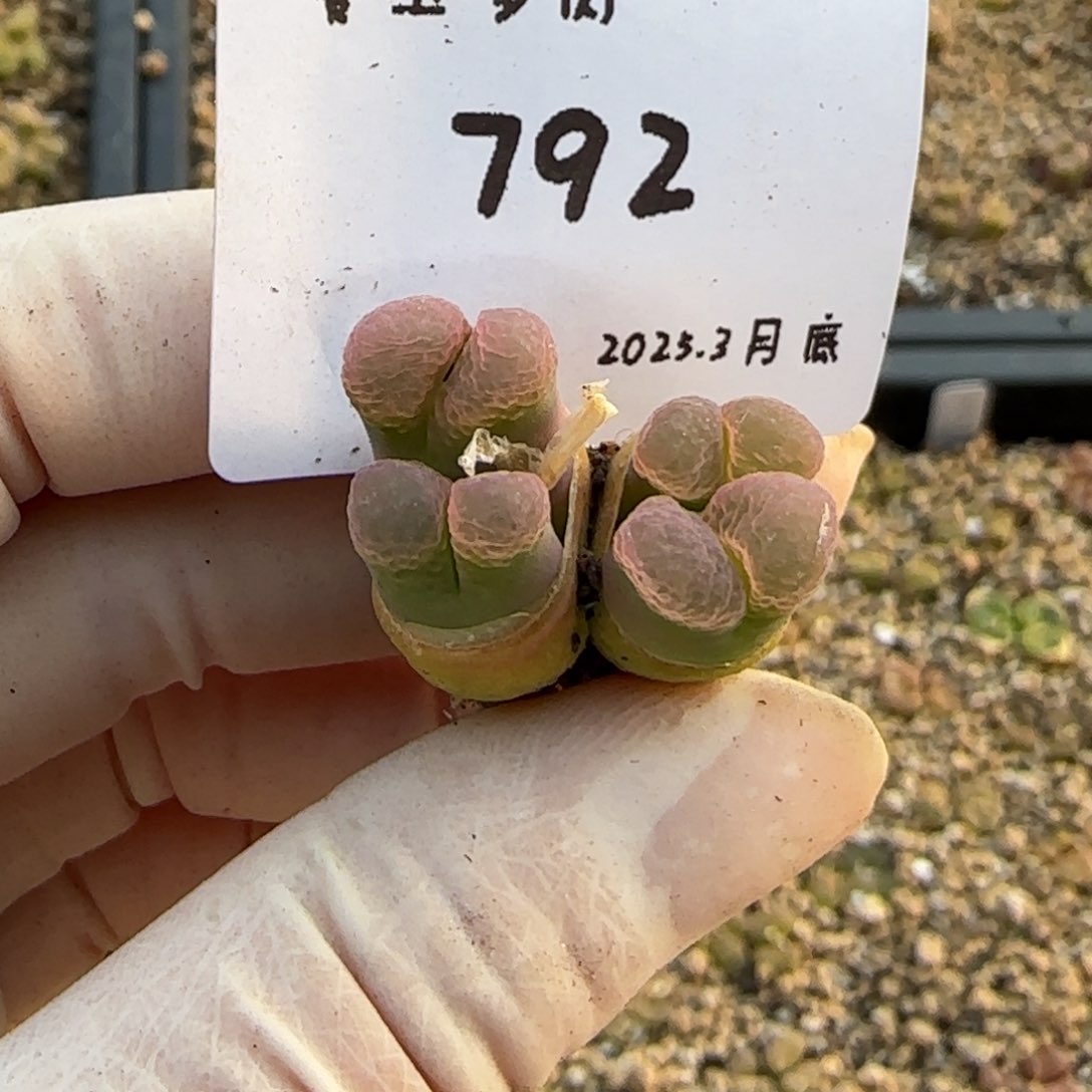 ?****a多肉多肉多肉3.30-792