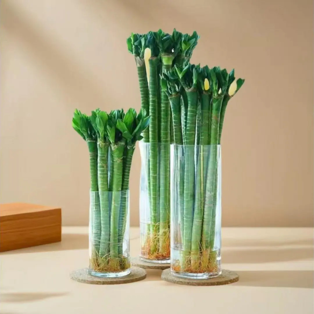 龙竹 文昌竹 4支带根 水养富贵转运竹节节高水培植物室内客厅植物