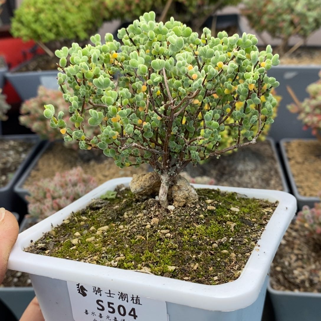 504实生莱斯枝干