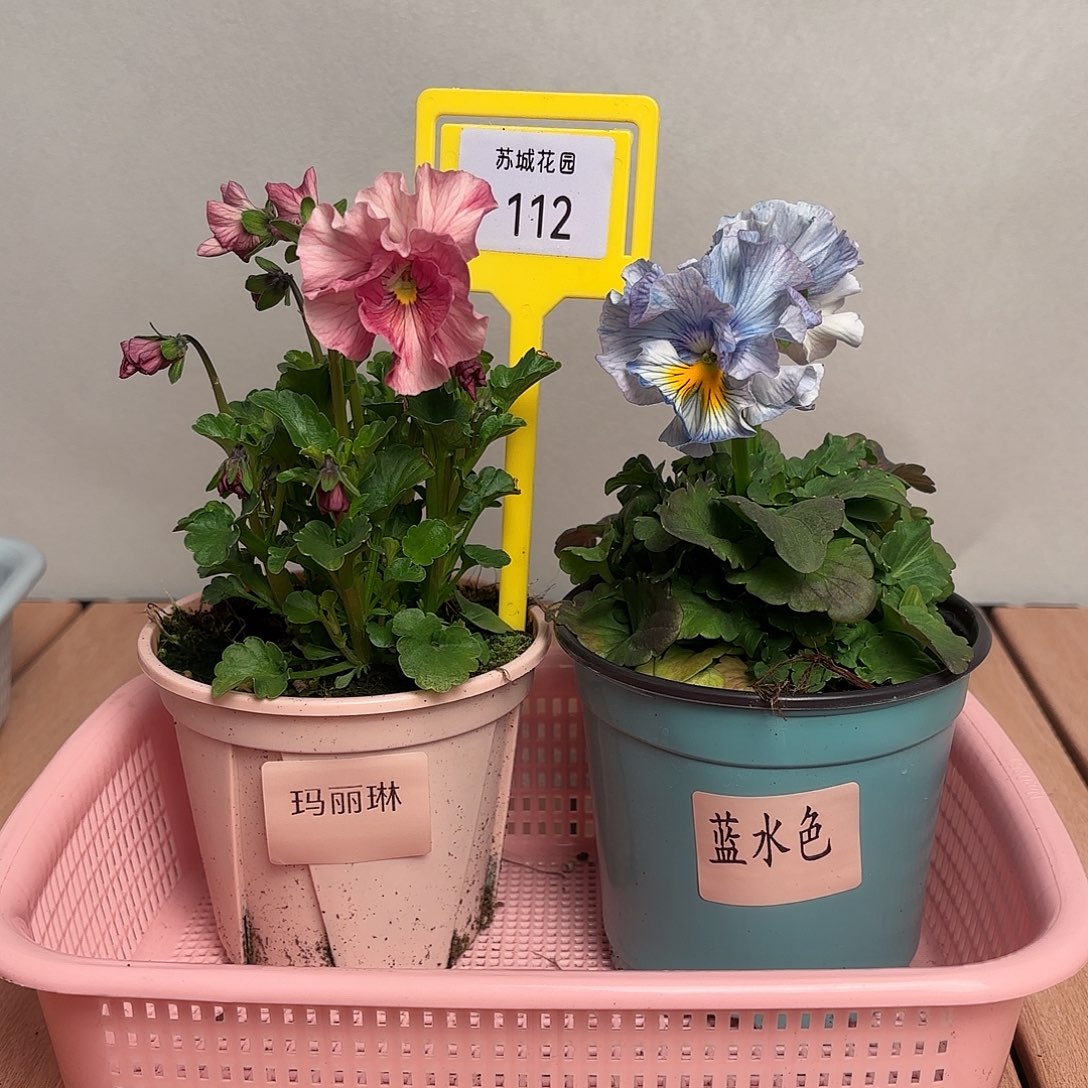 大部分开放少量花苞112