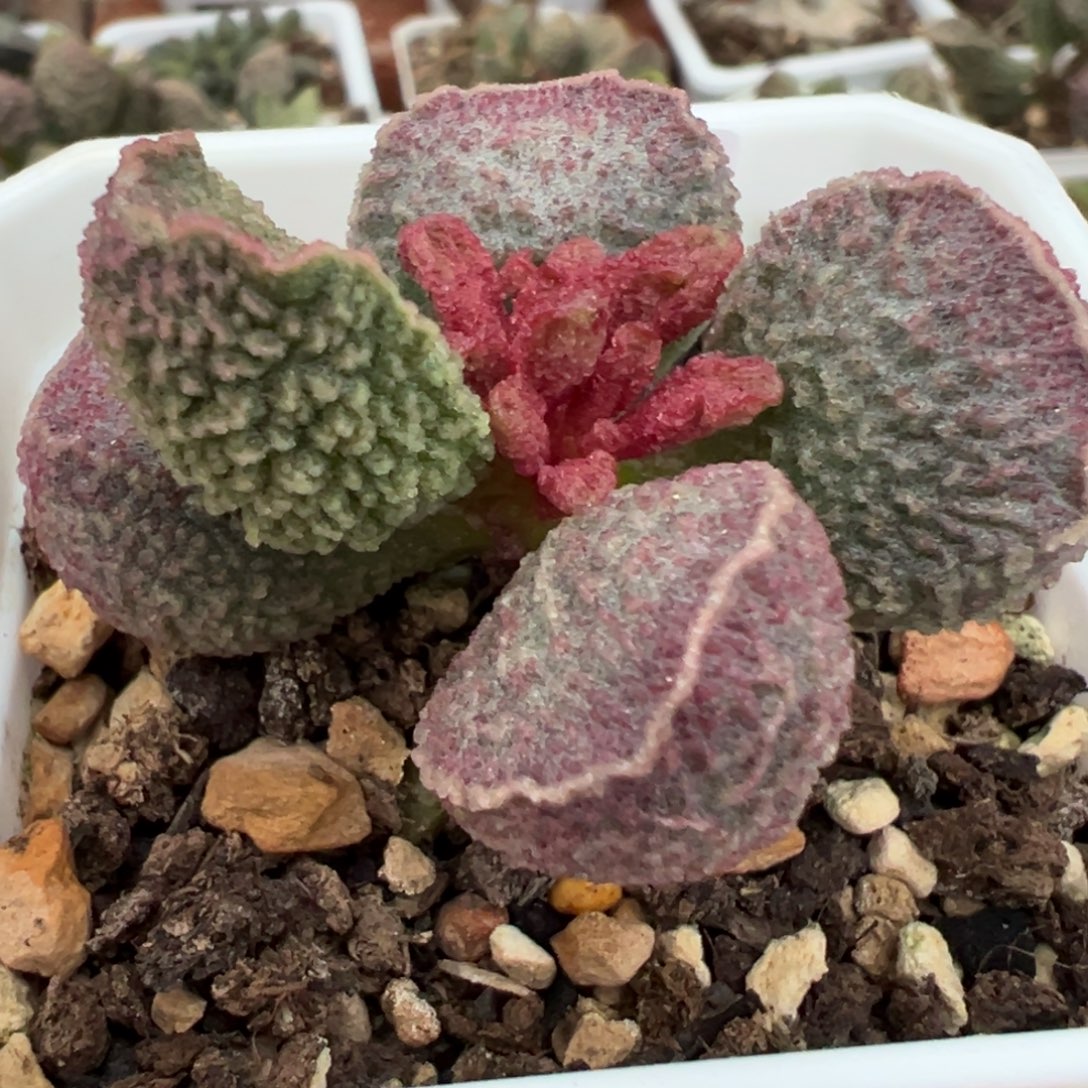 实生新品多肉植物水泡多肉植物