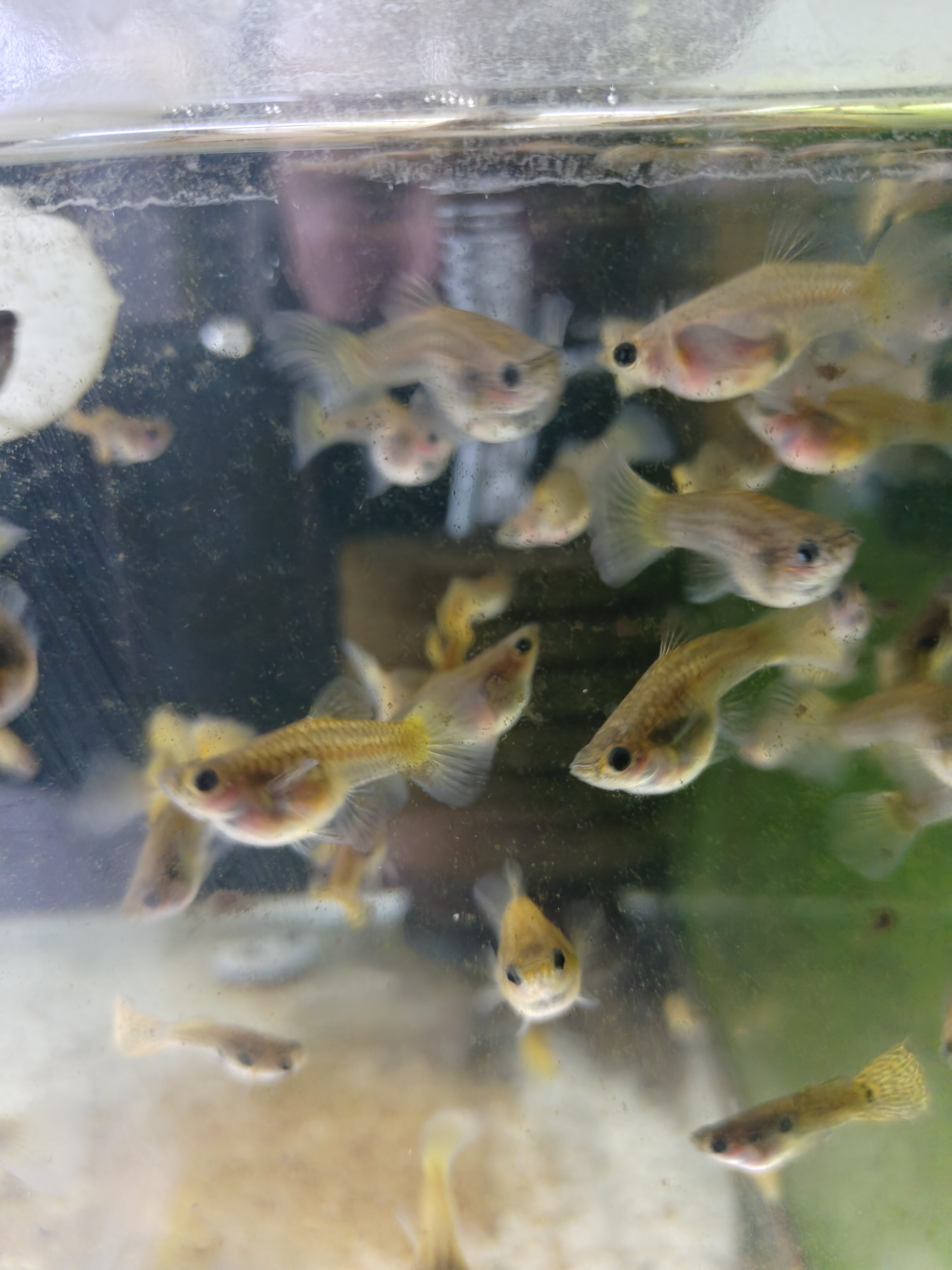 孔雀鱼热带观赏鱼黄蕾丝玻璃猫2对