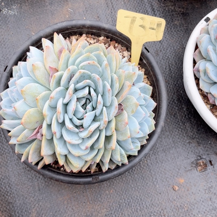 晨语多肉一物一拍734